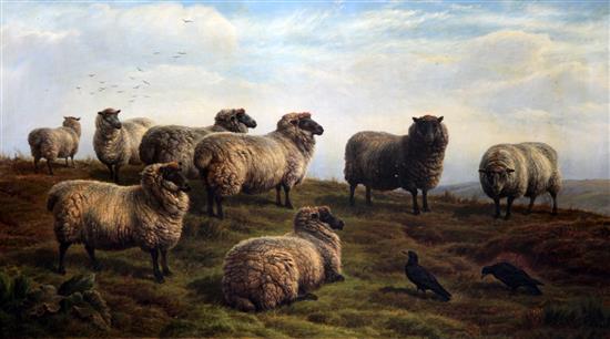 Charles Jones (1836-1892) Sheep on the moors, 24 x 40in.
